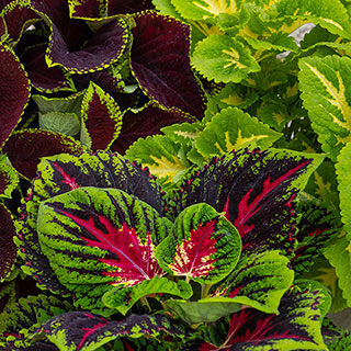 Coleus Kong Collection 