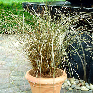 Carex buchananii