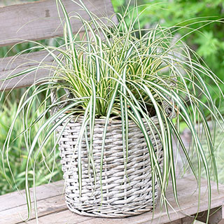 Carex oshimensis 'Evergold'