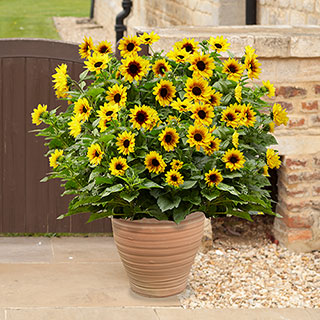 Patio Sunflower 'Sunbelievable (TM) Brown Eyed Girl'