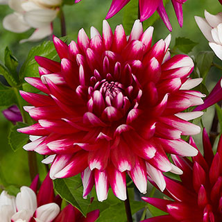 Dahlia 'Rebecca's World'