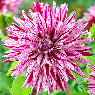 Dahlia 'Blackberry Ripple'