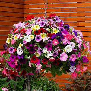 Petunia 'Basket Burst'