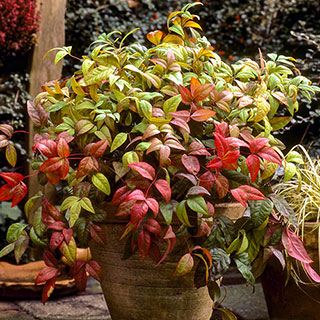 Nandina 'Fire Power'