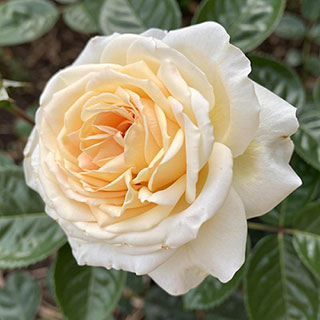 Patio Standard Rose 'Cream Abundance'