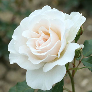 Patio Standard Rose 'Margaret Merril'