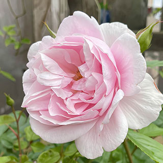 Patio Standard Rose 'Natasha Richardson'