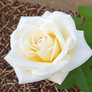 Patio Standard Rose 'Mary Berry'