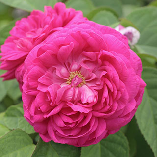 Patio Standard Rose 'de Rescht'