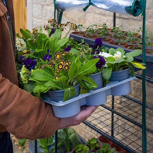 Four Tier Greenhouse Four Tier Greenhouse