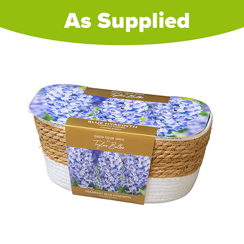 Fragrant Blue Hyacinth Indoor Wicker Basket