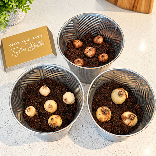 Indoor Windowsill Flower Set Indoor Windowsill Flower Set
