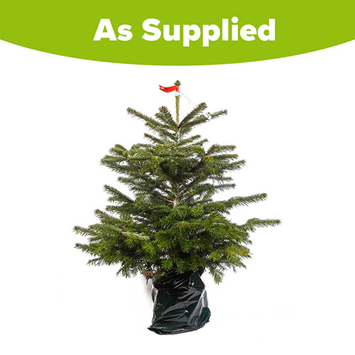 Living Pot-Grown Nordmann Fir Christmas Tree Living Pot-Grown Nordmann Fir Christmas Tree