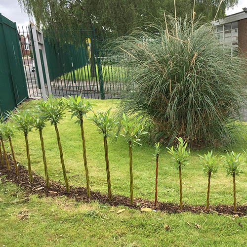 Pair of Plaited Willows 75cm Tall in Decorative Pots | YouGarden