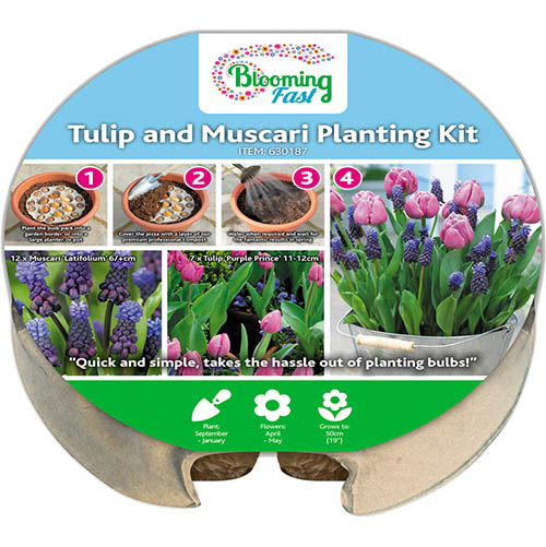 Tulip and Muscari Bulb Pack Tulip and Muscari Bulb Pack