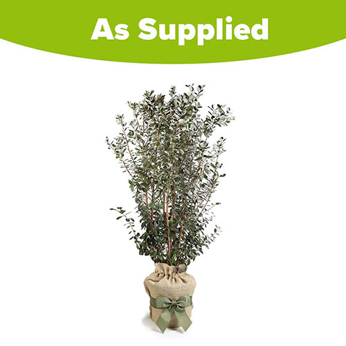 Pineapple Guava Gift Wrapped