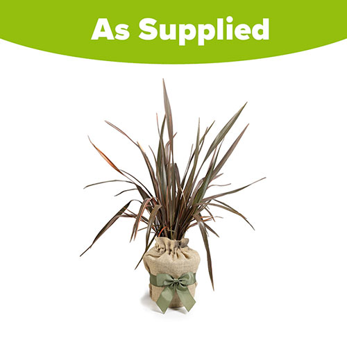 Phormium Sundowner Gift Wrapped