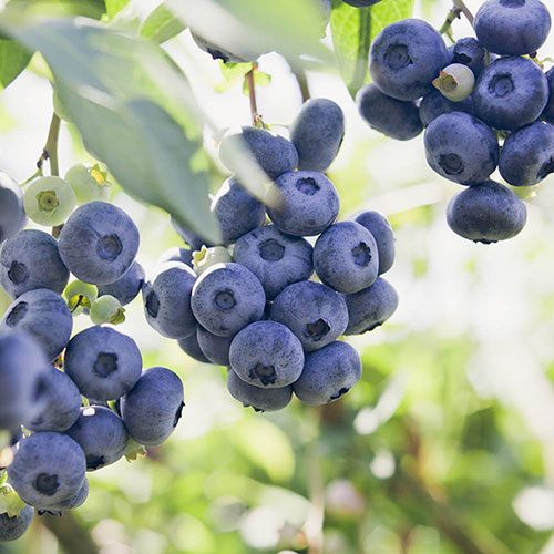 The Complete Blueberry Collection