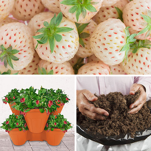 Complete Strawberry Pineberry Patio Collection