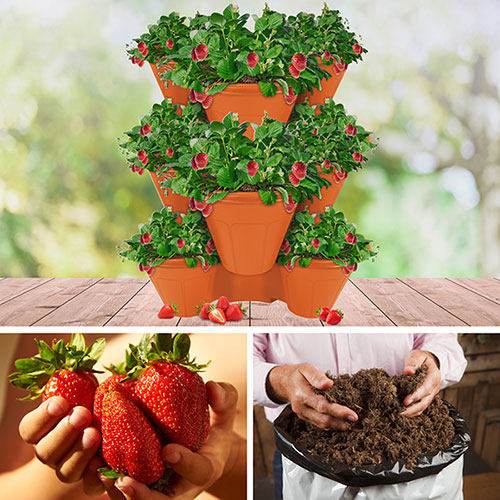 Complete Strawberry Sweet Colossus Patio Collection Complete Strawberry Sweet Colossus Patio Collection