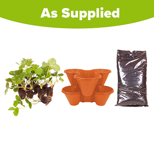 Complete Strawberry Sweet Colossus Patio Collection Complete Strawberry Sweet Colossus Patio Collection