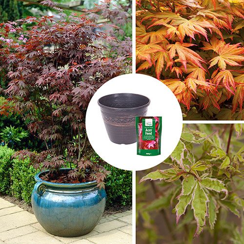 Complete Patio Acer Collection