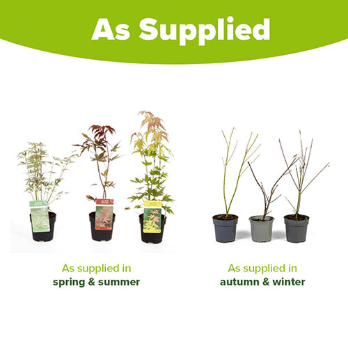 Complete Patio Acer Collection