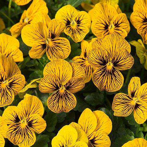 Complete Patio Pansy and Viola Collection