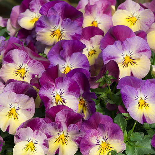 Complete Patio Pansy And Sweet William Collection