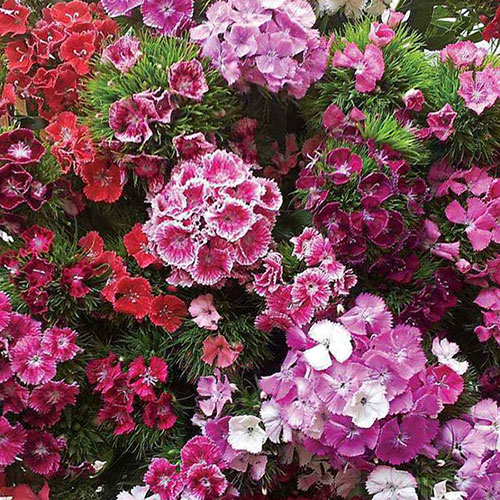 Complete Patio Pansy And Sweet William Collection