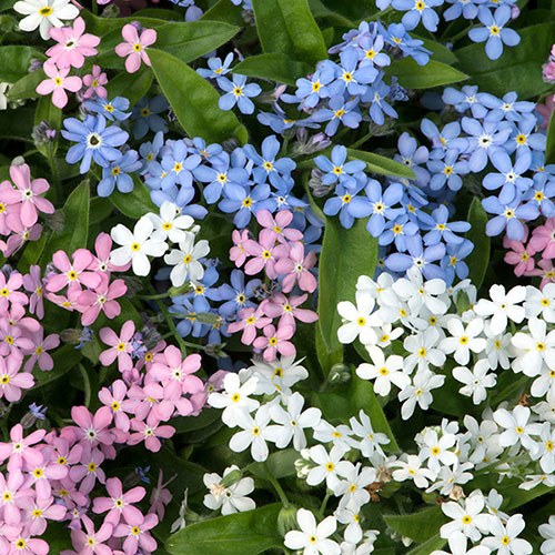Complete Patio Pansy And Forget-Me-Not Collection
