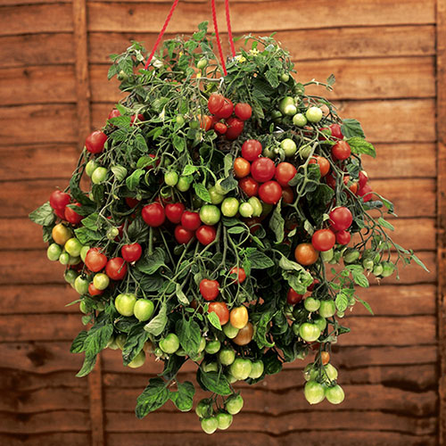 Pre-Planted Tumbling Tom Mix Hanging Baskets Pre-Planted Tumbling Tom Mix Hanging Baskets