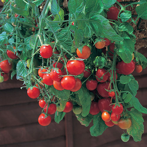 Pre-Planted Tumbling Tom Mix Hanging Baskets Pre-Planted Tumbling Tom Mix Hanging Baskets