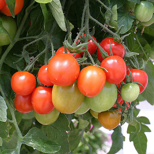 Pre-Planted Tumbling Tom Mix Hanging Baskets Pre-Planted Tumbling Tom Mix Hanging Baskets