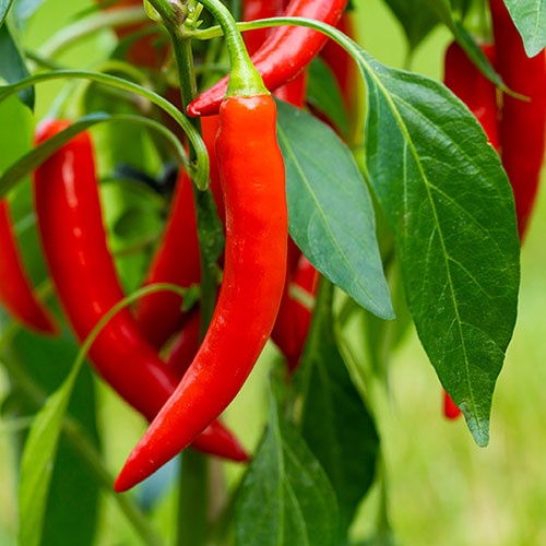 Pre-Planted Chilli Pepper Hanging Baskets Pre-Planted Chilli Pepper Hanging Baskets