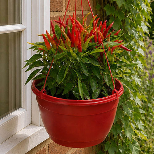 Pre-Planted Chilli Pepper Hanging Baskets Pre-Planted Chilli Pepper Hanging Baskets