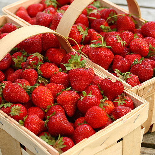 Strawberry Cambridge Favourite Strawberry Cambridge Favourite