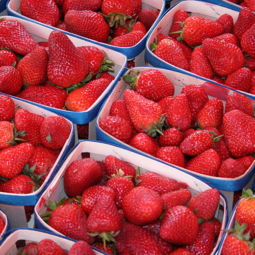 Strawberry Cambridge Favourite Strawberry Cambridge Favourite