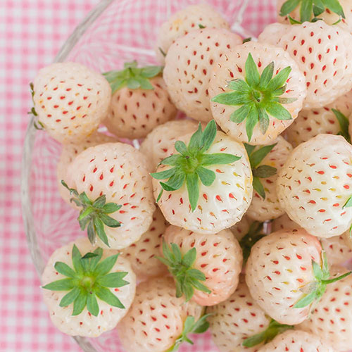 Strawberry Pineberry Strawberry Pineberry