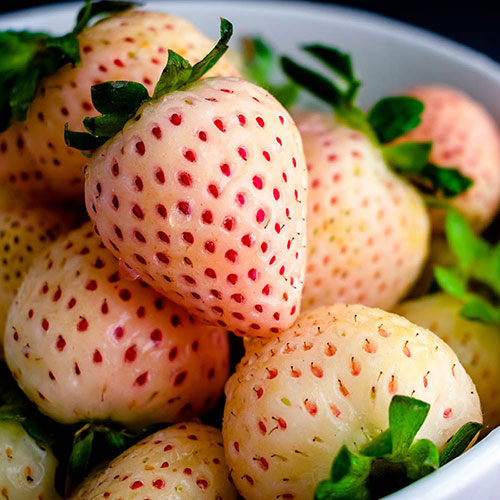 Strawberry Pineberry Strawberry Pineberry