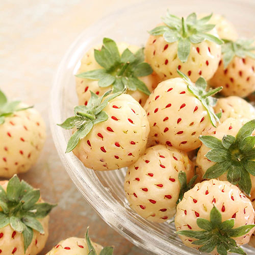 Strawberry Pineberry Strawberry Pineberry