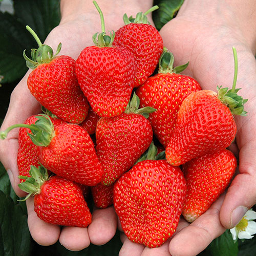 Everbearer Strawberry Candy Cascade