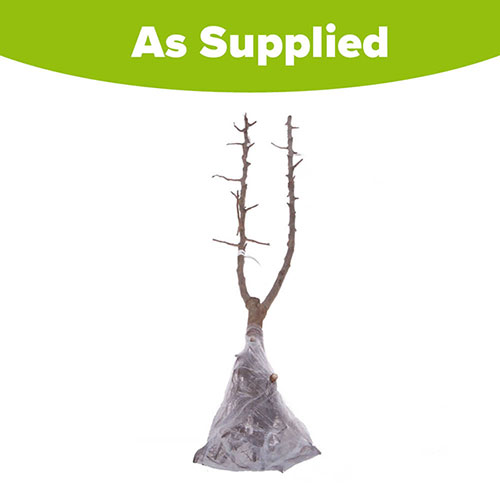 Duo Fruit Tree - Apple Bramley & Braeburn