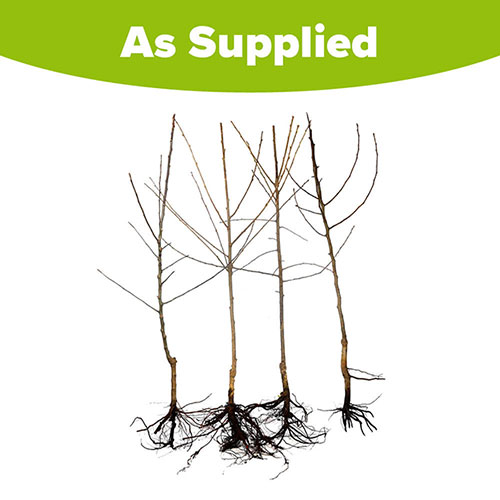 The Ultimate 4 Tree Mini Orchard Collection The Ultimate 4 Tree Mini Orchard Collection