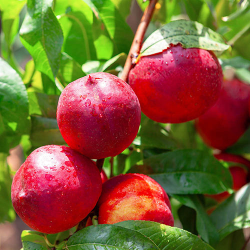 Patio Nectarine Rubis Tree
