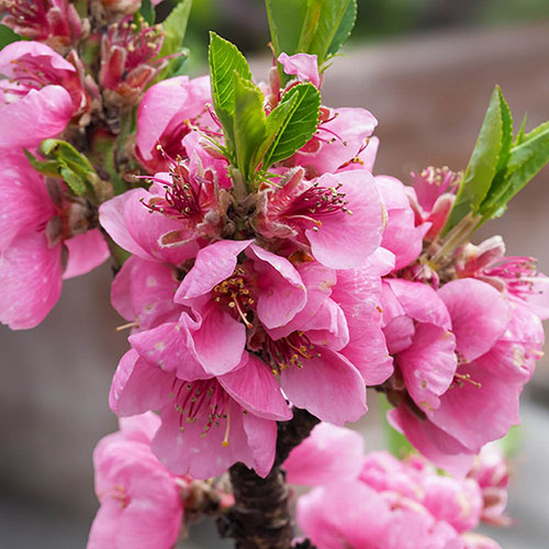 Patio Nectarine Rubis Tree