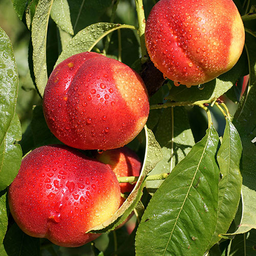 Patio Nectarine Rubis Tree