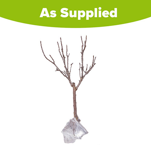 Pear Garden Pearl Patio Tree