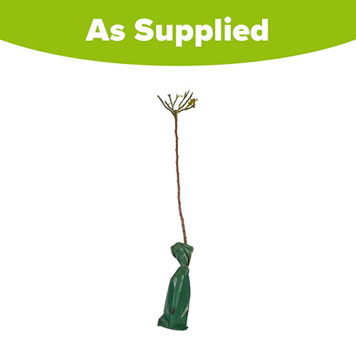 Patio Cherry Garden Bing Tree