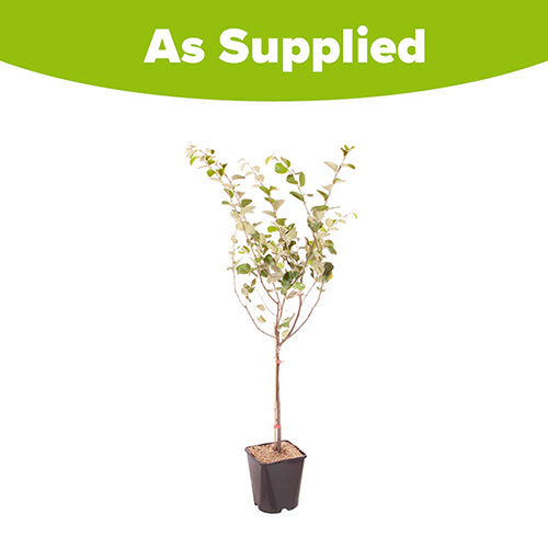 Sibleys Patio Quince